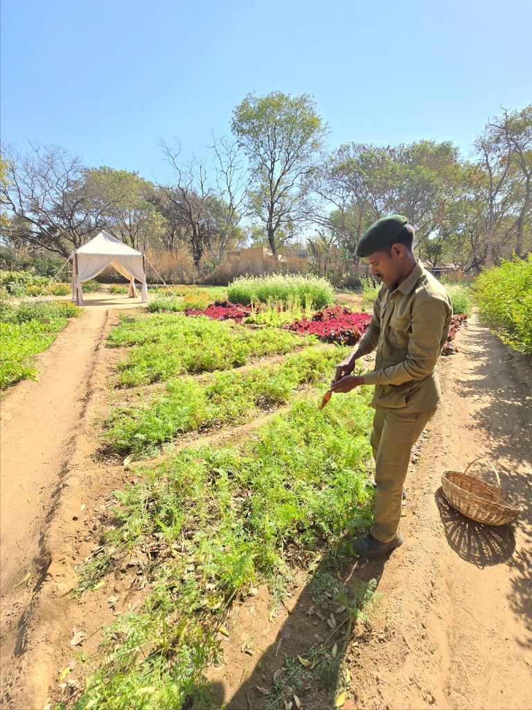 Sher Bagh’s organic farm
